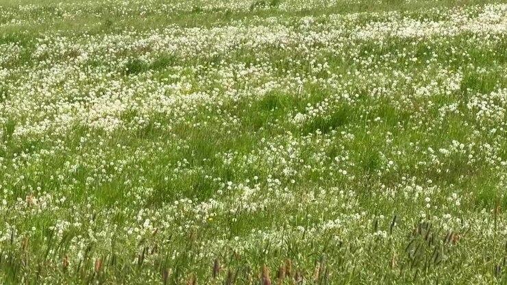 Prato verde pieno di fiori di tarassaco bianchi che ondeggiano dolcemente nella leggera brezza primaverile.