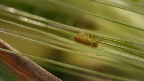 Camouflaged-Yellow-Globular-Springtail-sits-still-on-green-foliage,-close-up