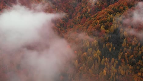 aerial view above an orange forest in autumn