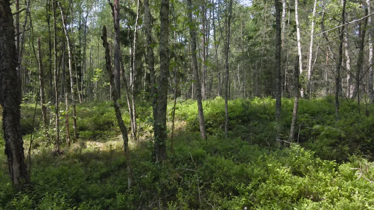 Aerial flythrough through a sunny gorgeous summer time or spring forest with lush foliage and plants in between tall trees and blue sky visible in the background. Smooth motion in between branches