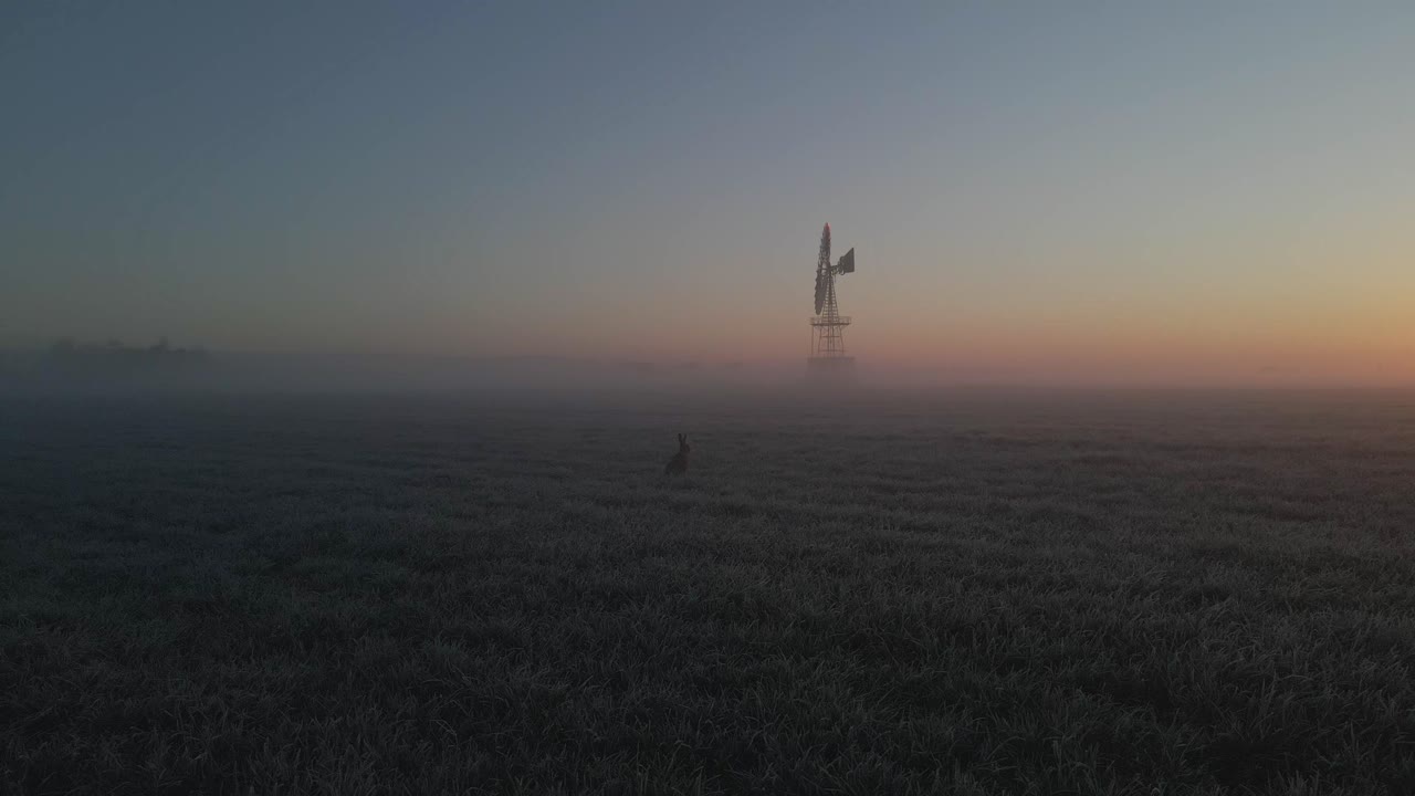 Luce mattutina nebbiosa su mulino a vento e lepre in un campo, ripresa con drone, Frisia, Paesi Bassi