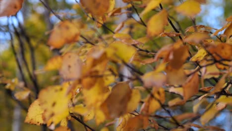 orange yellow leaves on a branch of an apple tree close-up