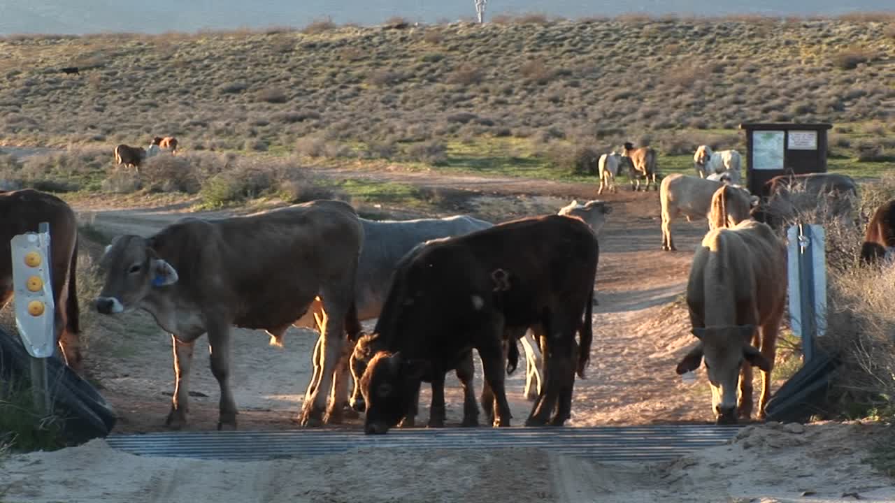 비포장도로의 카틀가드에 멈춰진 소의 중간 샷 1
