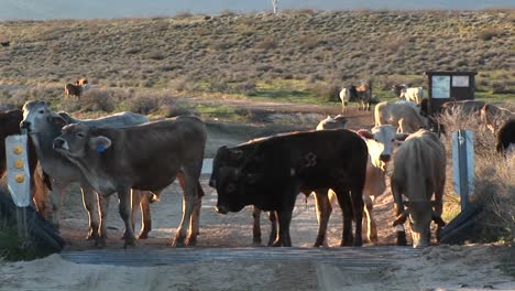 medium shot of cattle stopped at cattleguard on a dirt road 1