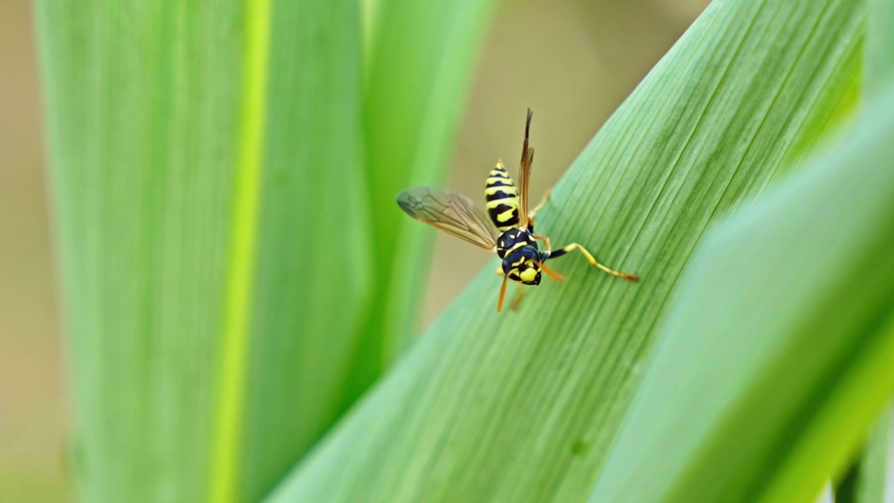 Una avispa rayada se acicala mientras está posada en una hoja de maíz verde al aire libre