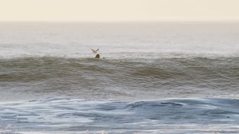 Surfers-surfing-in-sea