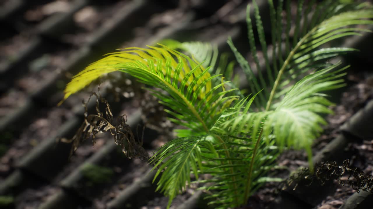 musgo y helecho en el techo viejo