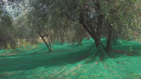 olivos agricultura cultivo agricultura