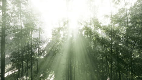 sunlight streaming through a bamboo forest