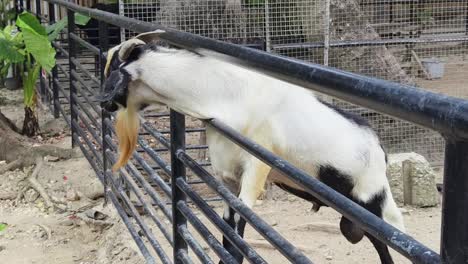 goat at a zoo fence