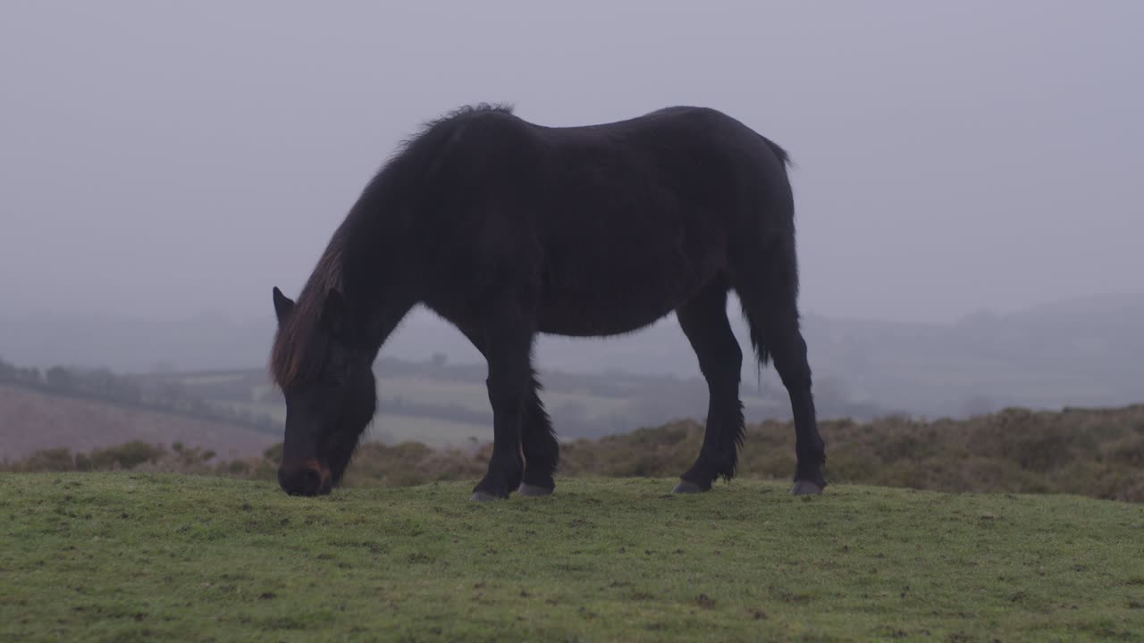 un pony comiendo hierba tranquilamente en un día brumoso en el campo