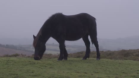 Ein-Pony-Frisst-An-Einem-Nebligen-Tag-Gemächlich-Gras-Auf-Dem-Feld