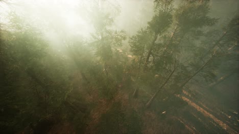 drone rompiendo a través de la niebla para mostrar la secuoya y el pino