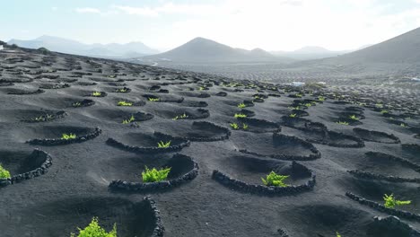 Viticultura-Especial-En-La-Isla-Volcánica