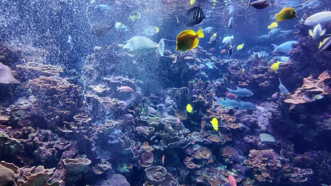 Maui Ocean Center in Maalaea, Hawaii is home to the largest living tropical reef fish aquariums in the Western Hemisphere