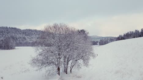 Bare-Tree-Isolated-Over-Frozen-Forest-Mountain-During-Winter