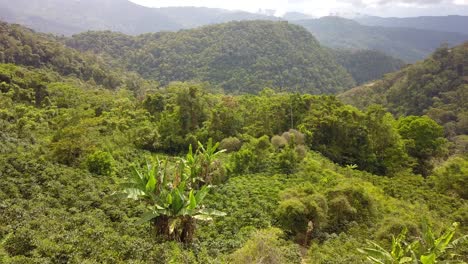 Plantación-De-Café-En-La-Selva-Montañosa-Boliviana