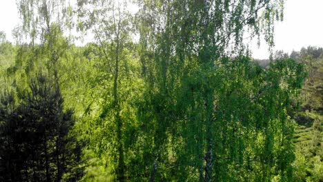 Aerial-crane-shot-of-a-birch-tree-with-sunlight-in-background