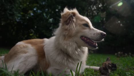 happy rescue puppy on a warm summers day shot in 200 frames per second