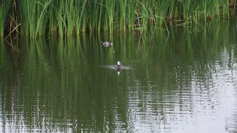 ducks swiming in a lake in xochimilco, mexico city in the morning