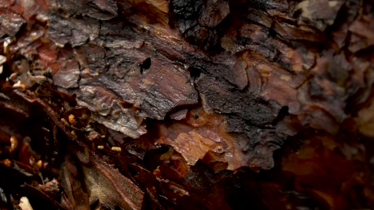 primer plano de la textura de la corteza de pino