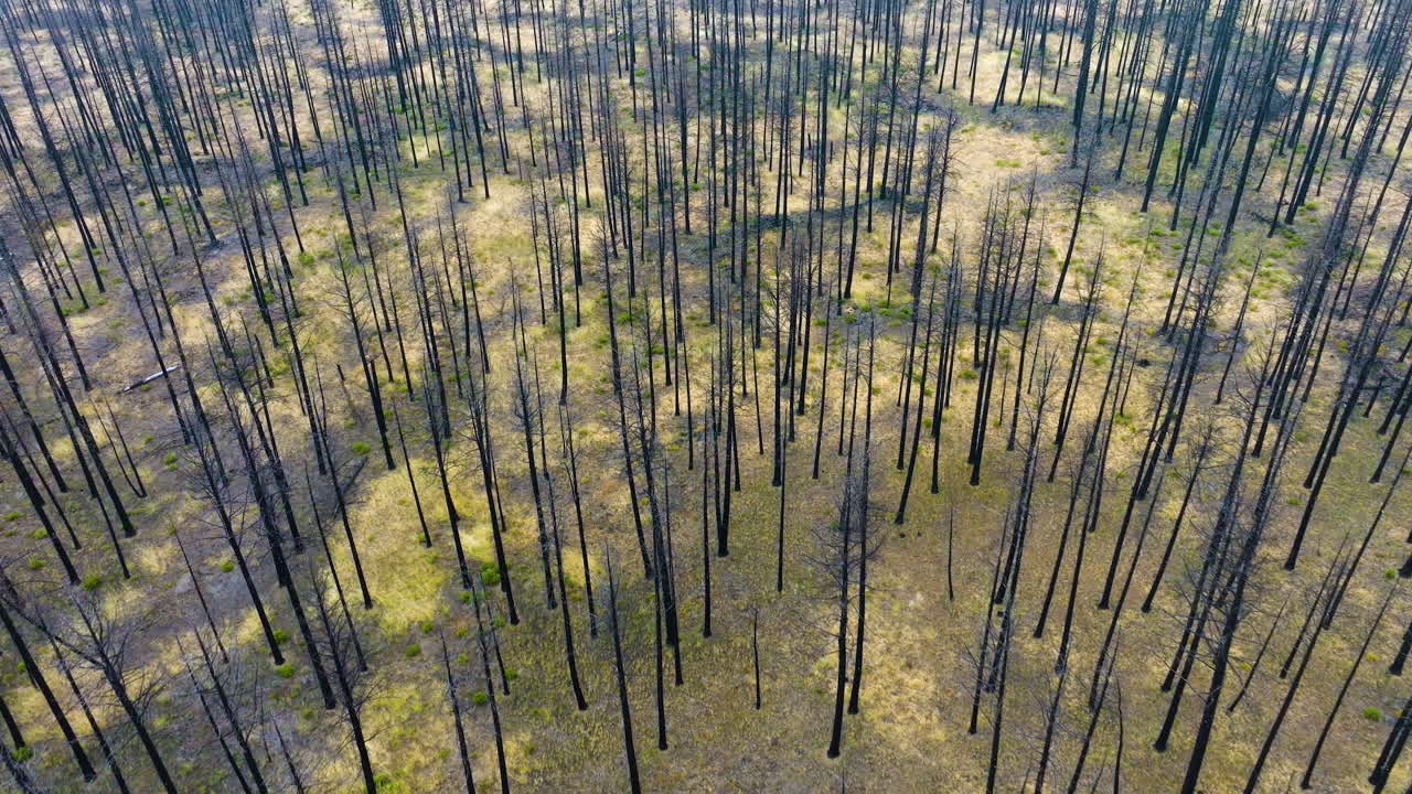 Aerial View of a Burnt Forest After a Wildfire