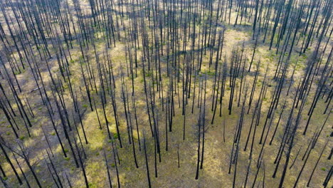 aerial view of a burnt forest after a wildfire
