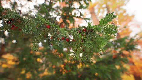 a close-up shot of the fir tree branches with bright red berries