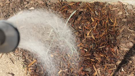 pov gardener showers new plants in garden with hose, slow motion