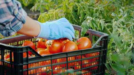 verduras frescas en el jardín - una caja con tomates entre las ramas de los tomates