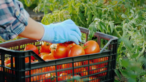 fresh vegetables in the garden - a box with tomatoes among the branches of tomatoes