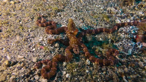 Wonderpus-motionless-on-seabed-observing-surroundings