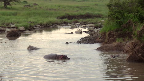 an adorable young hippo going for a swim with its mother - wide shot