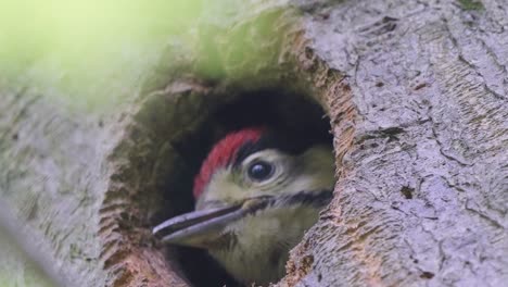 super closeup of great spotted woodpecker's nest, young waiting anxiously for food