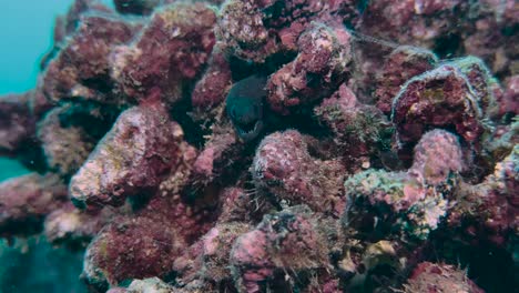 Yellow-Margin-Moray-hunts-in-a-cave-surrounded-by-a-coral-reef-at-the-bottom-of-the-ocean-close-up