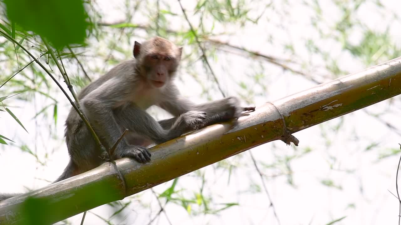 los macacos de cola larga son los monos más fáciles de encontrar en tailandia, ya que están presentes en complejos de templos, parques nacionales e incluso pueblos y ciudades