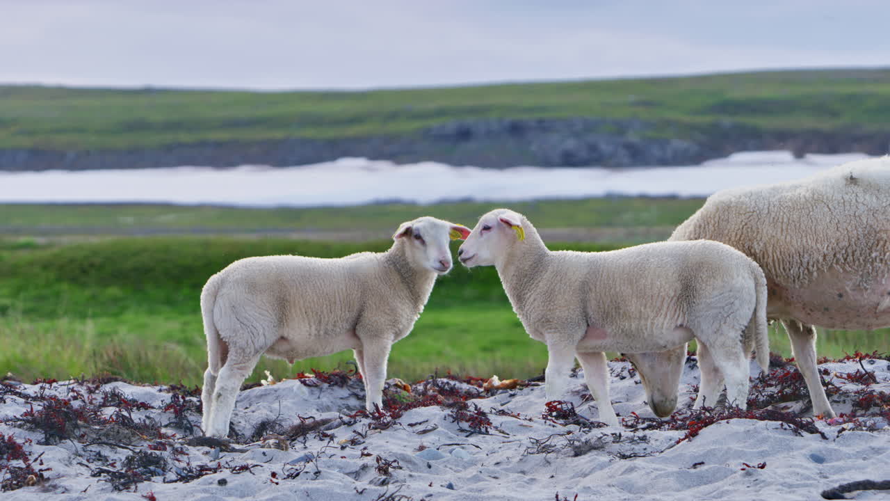 A single baby sheep stand on a sandy arctic beach in northern norway, with both green grass and snow in the background. It's sibling and mother arrive. Shot near Vardø in Finnmark, northern Norway