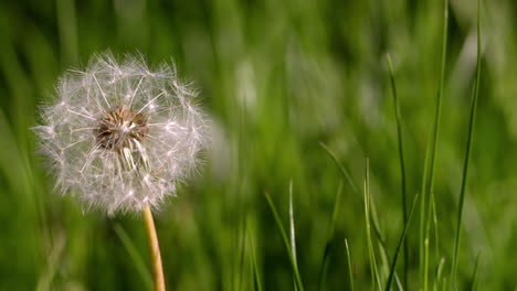 view of dandelion