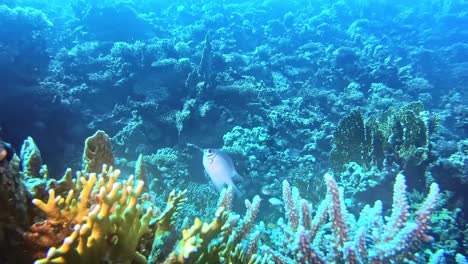 Unterwasser-Korallenrifffelsen-Und-Wildes-Leben-Darauf