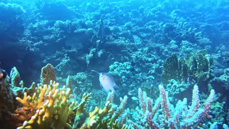 underwater coral reef rocks and wild life on it