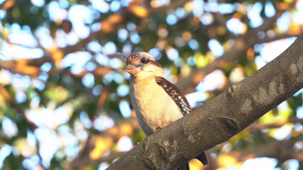 martín pescador de árboles terrestres, kookaburra riendo, dacelo novaeguineae, posado en la rama de un árbol contra el follaje verde fondo de bokeh de ensueño, enfoque selectivo primer plano en las horas doradas del atardecer