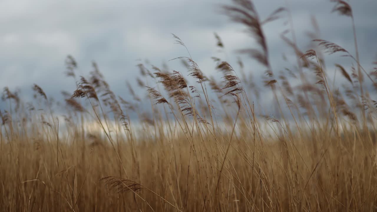 cañas barridas por el viento