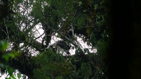 the philippine eagle also known as the monkey-eating eagle is critically endangered and can live for sixty years feeding on monkeys, flying lemurs, and small mammals as an opportunist bird of prey