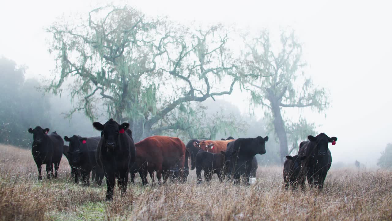 rebaño de ganado bajo un roble espeluznante en la niebla sombría de la mañana
