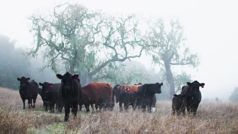 Herd-of-Cattle-Under-Spooky-Oak-Tree-in-Morning-Gloomy-Fog