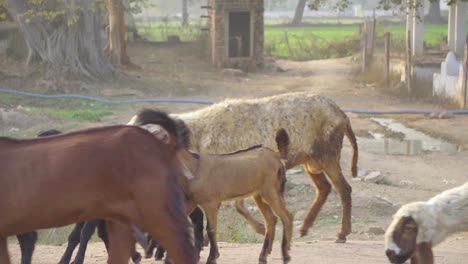 Grupo-De-Ovejas-Con-Pastor-En-Una-Aldea-Rural-De-Gwalior-En-Madhya-Pradesh,-India.