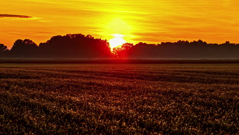 yellow sun setting casting beautiful orange light over wheat field