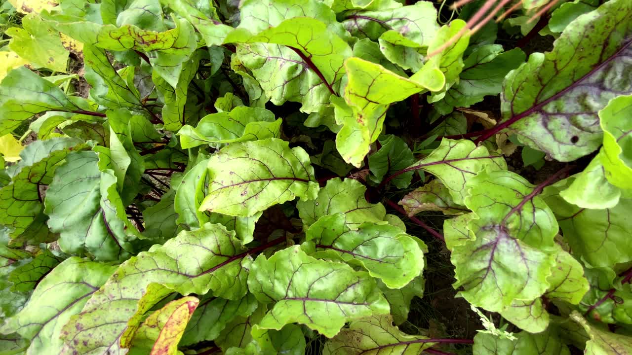 dolly tiro derecho de plantas verdes en el bosque durante el hermoso día, primer plano