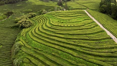 Terrazas-De-Arbustos-De-Té-Verde-En-La-Plantación-De-Chá-Gorreana,-Azores,-Paso-Elevado