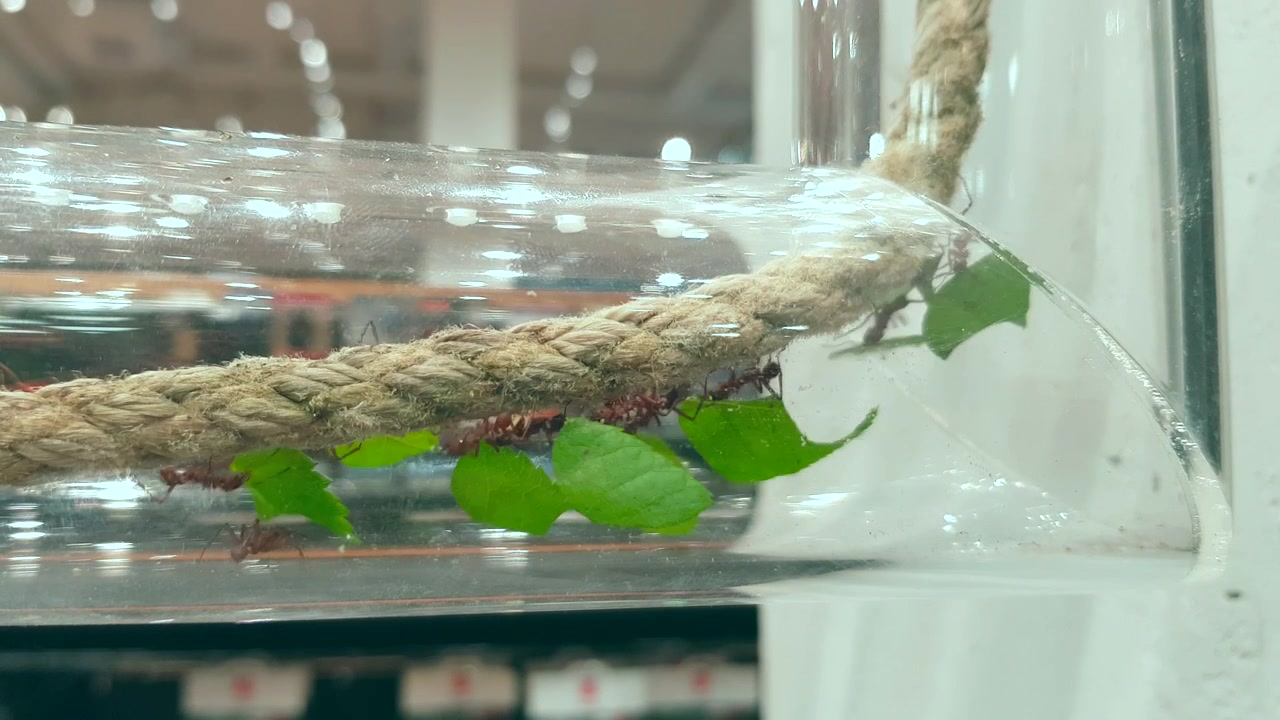 Ants walking on rope carrying leaves in a see-through tube within a department store